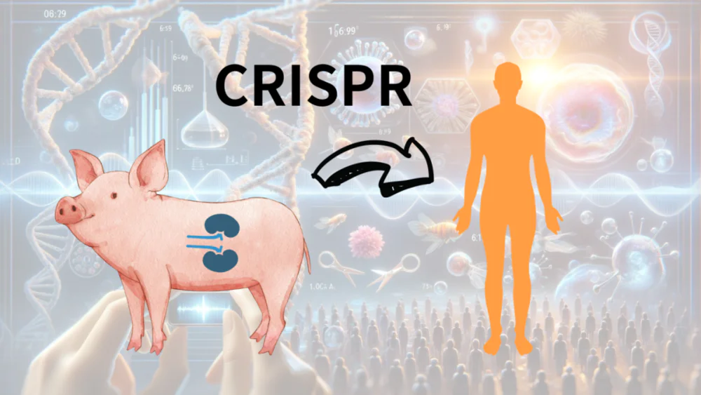Ginjal babi yang disunting gen berjaya dipindahkan ke dalam manusia